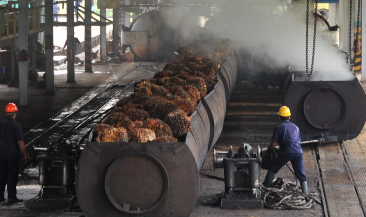 Harga Minyak Kelapa Sawit Turun 