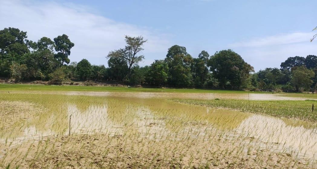 Pemkab Tebo Minta Petani Sawah Kebut Tanam Padi