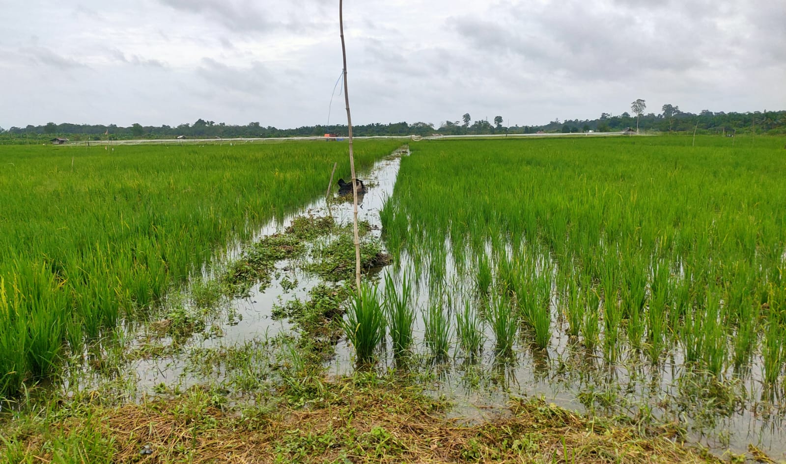 Tanjabtim Bidik 1.000 Hektare Sawah Baru di 2026