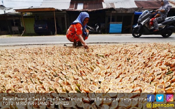 Jambi Dilirik Jadi Puslit Pinang, Pertama se Indonesia