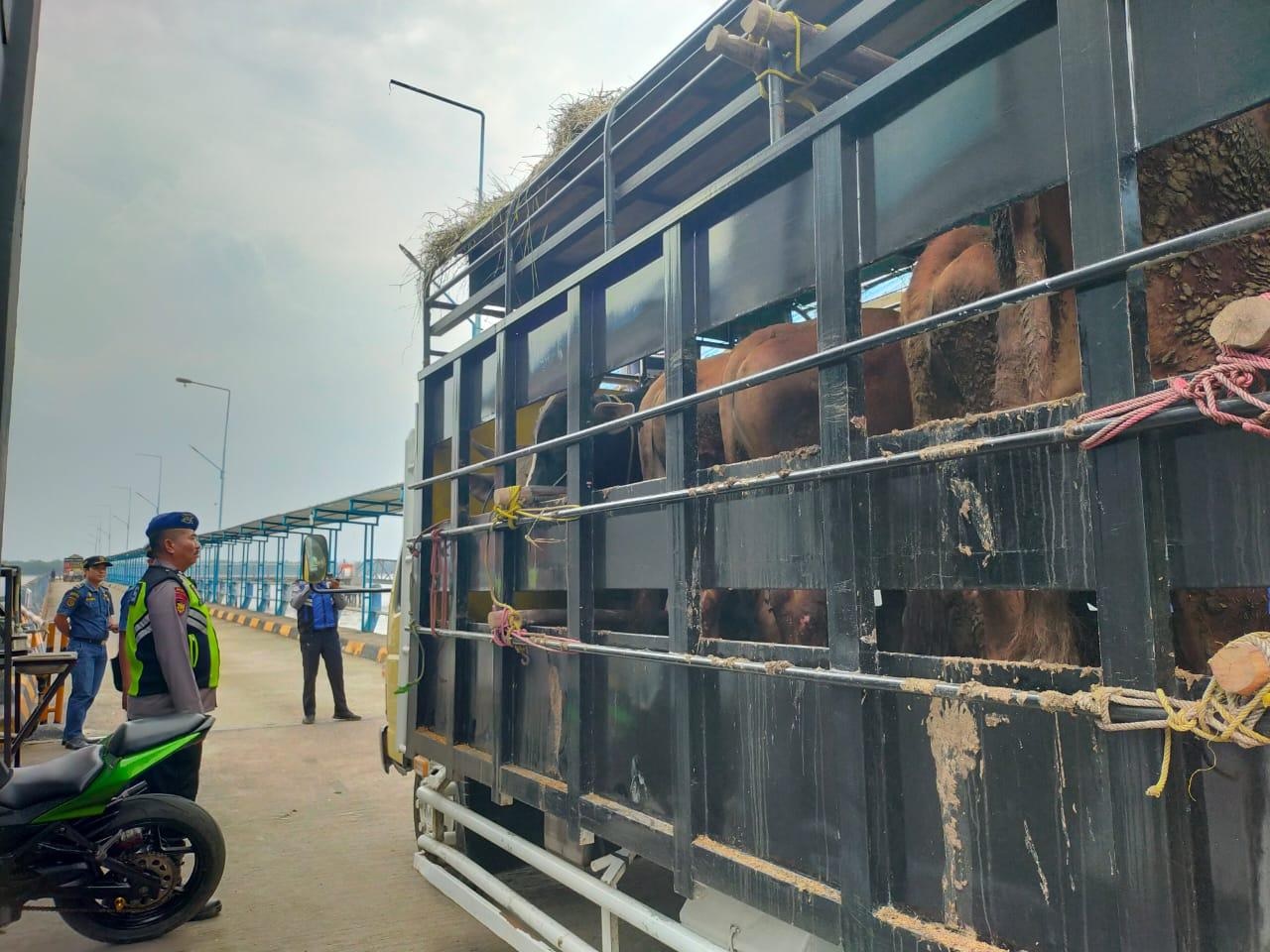 Angkutan Muatan Hewan Kurban Melonjak di Pelabuhan Roro Kuala Tungkal 