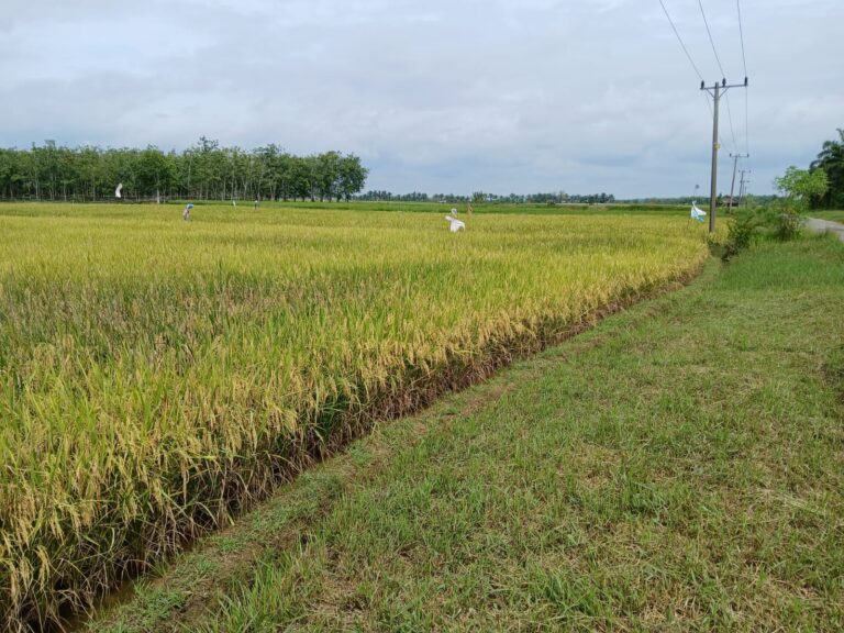 Petani Bungo Jual Ratusan Ton Gabah Padi ke Sumbar