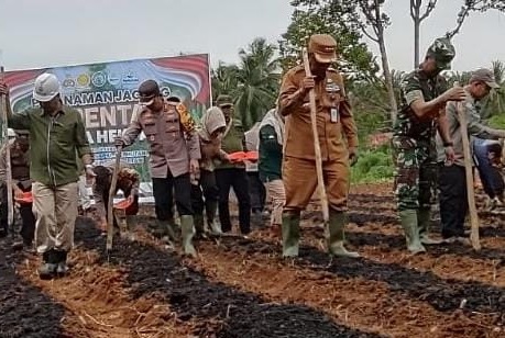 Pj Bupati Merangin dan Kapolres Tanam Jagung Serentak