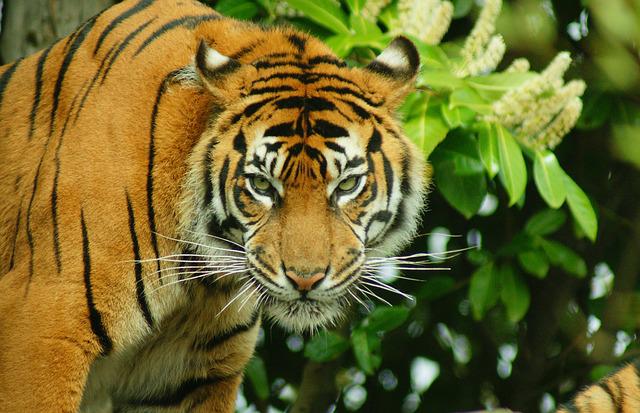 Harimau di Perkebunan Lolo, TNKS: Bukan Citra dan Surya, Itu Harimau Individu Lain