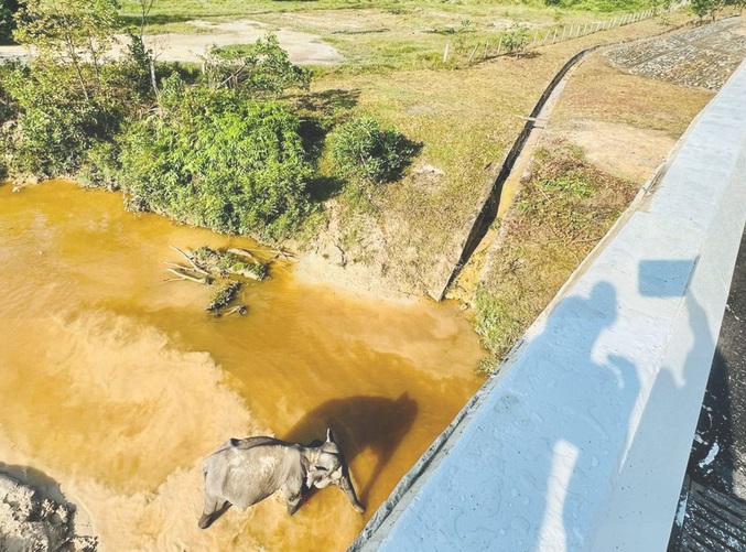 HK Akan Tambah Terowongan Gajah di Ruas Jalan Tol Trans Sumatera, Tapi Bukan di Tol Pekanbaru-Dumai