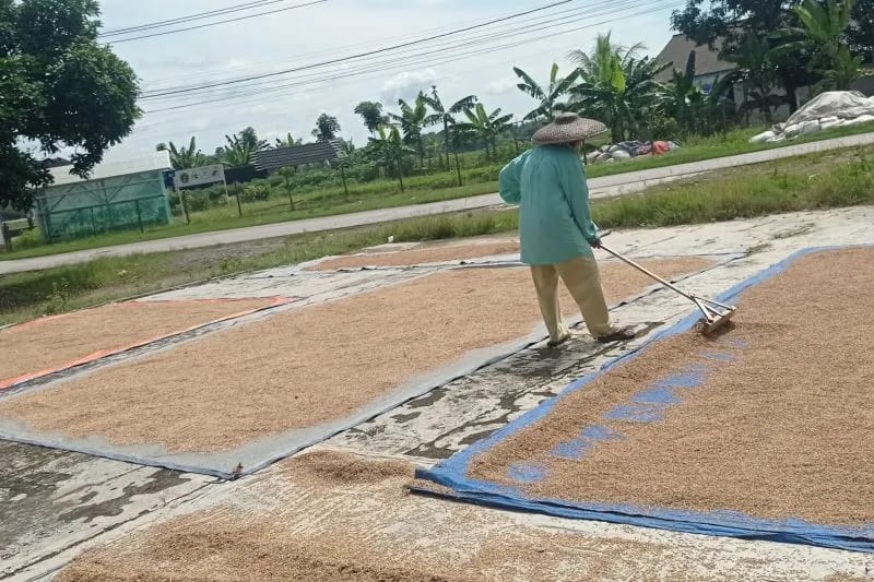 Harga Gabah di Lebak Ditingkat Penggilingan Rp 6.500 Per Kg
