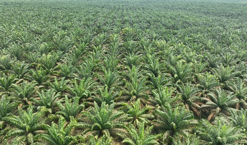 Konsumsi Domestik Sawit 2026 Melonjak Tajam akibat Penerapan Biodiesel B50