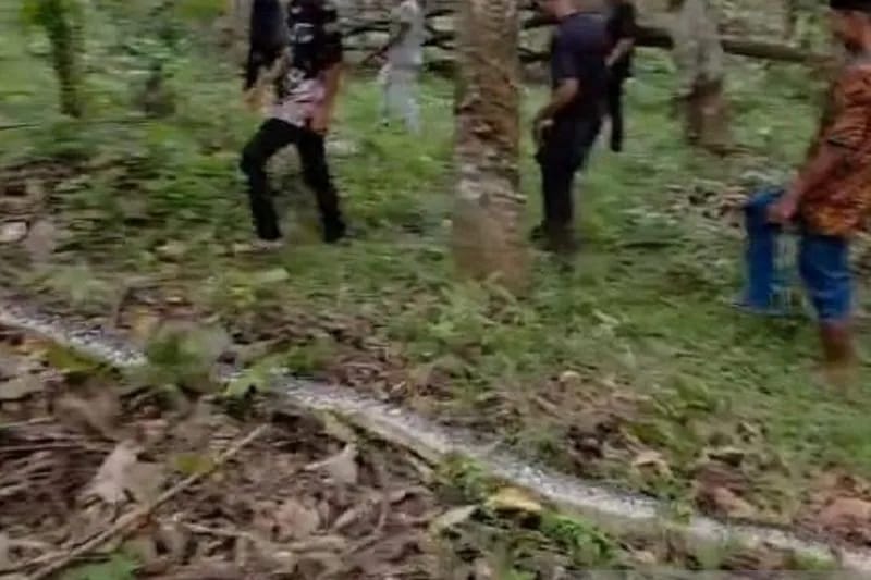 Seorang Warga di Kabupaten Batang Hari Tewas Dililit Ular Piton