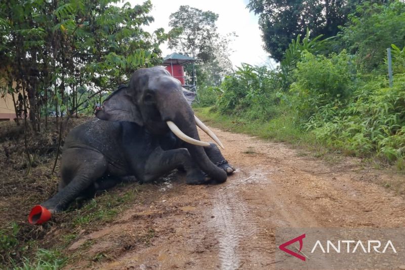 PIKG Tebo Jambi Pelihara Lima Gajah Jadi Wahana Edukasi