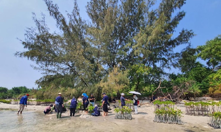 Dukung Bebas Emisi Karbon, BRI Kembali Tanam Bibit Mangrove di Pulau Tidung, Total 10.500 Bibit di 2023