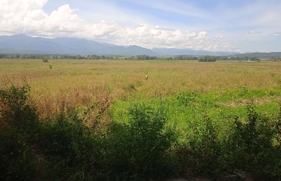 Ratusan Hektare Sawah di Sungai Penuh tak Bisa Digarap, Saluran Irigasi Putus Sudah Tiga Bulan