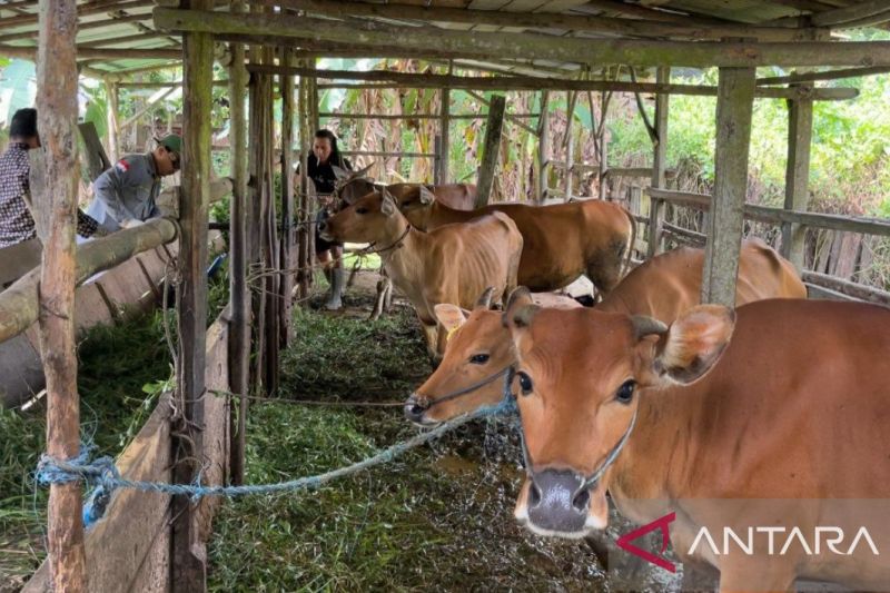 Jambi Terima 2.700 Dosis Vaksin Untuk Hewan Ternak