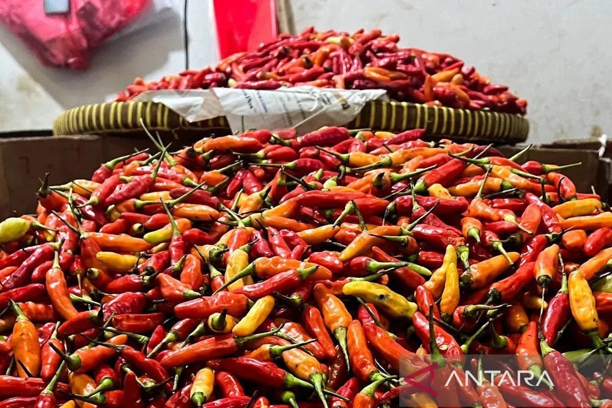 Harga Beras Medium Turun Jadi Rp13.678/Kg, Cabai Rawit Rp46.372/Kg