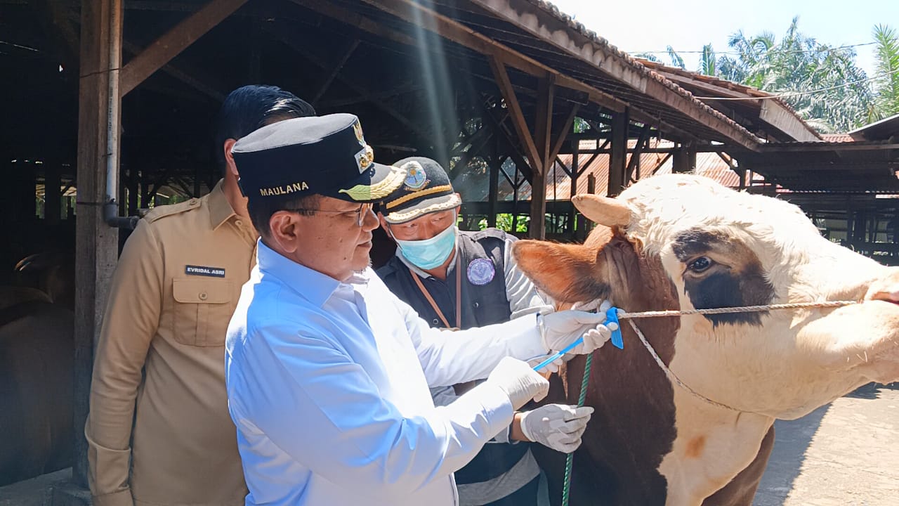 Gowor' akan Disembelih di Masjid Darussalam, Sapi Kurban Dari Presiden untuk Warga Kota Jambi