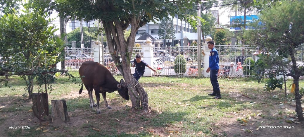 Sapi Kurban di Kota Jambi Ngamuk, Lari hingga Memasuki Halaman Rumah Rektor UNJA