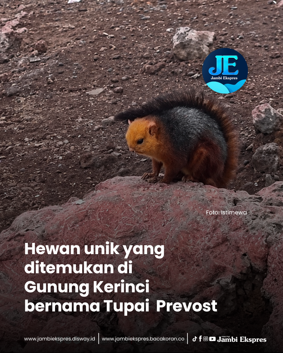 Viral Hewan Disebut Langka di Gunung Kerinci, Ini Kata Praktisi Kehutanan 