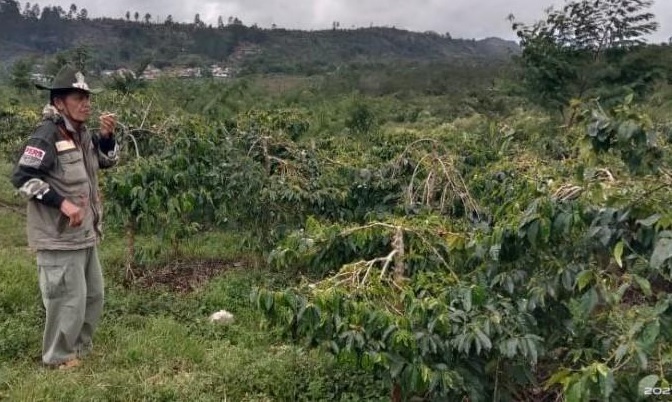 Musim Kemarau, Produksi Kopi Kerinci Turun