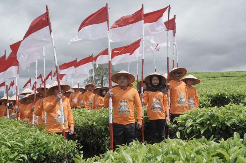 Seabad Teh Kayu Aro, Ditandai 100 Bendera Berkibar di Puncak 