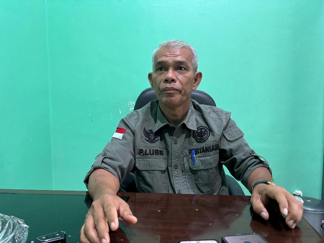  Hasil Panen Padi di Muaro Jambi Meningkat