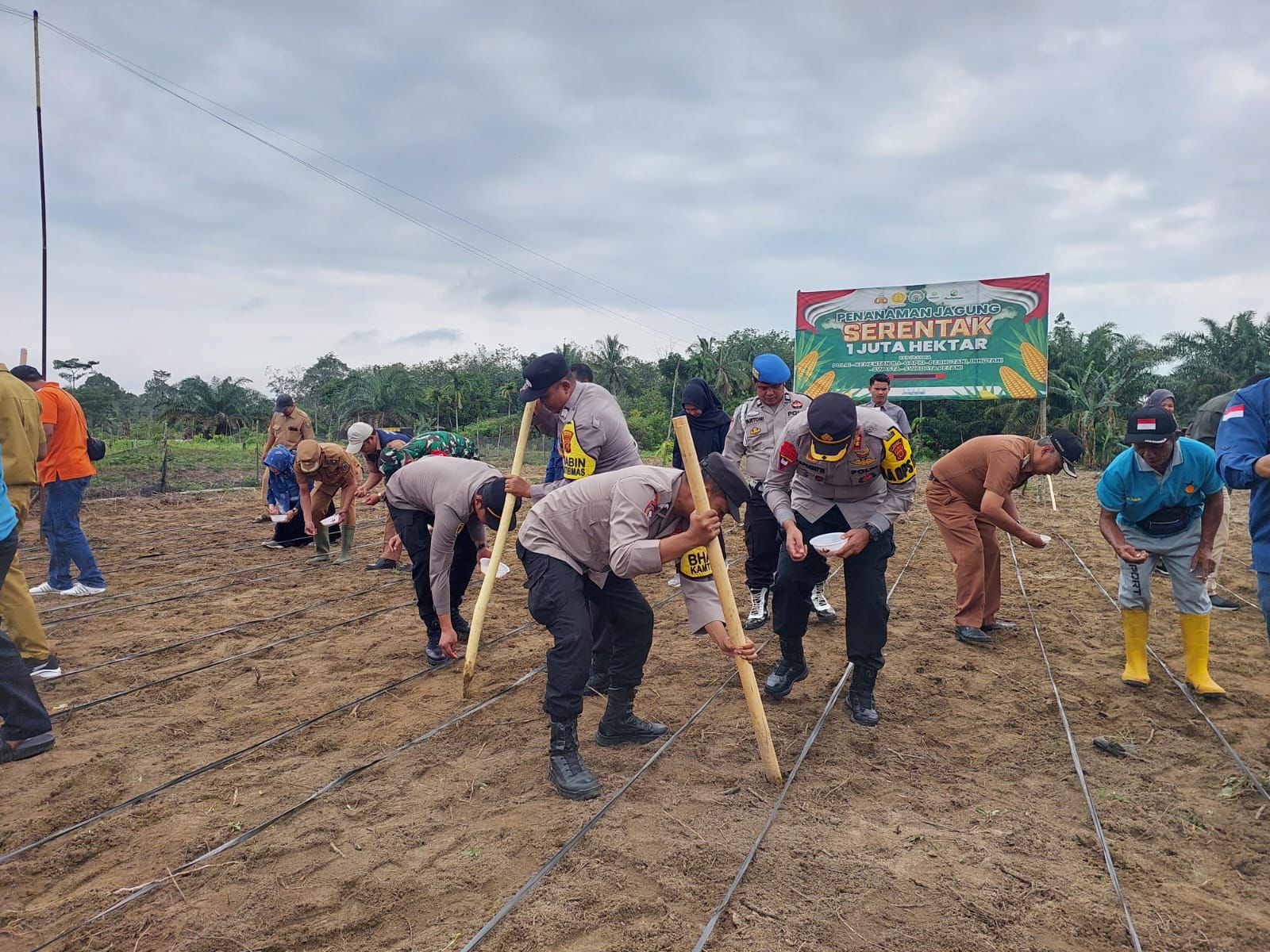 Sukseskan Swasembada Pagan, Kapolres Sarolangun Tanam Jagung Secara Tradisional