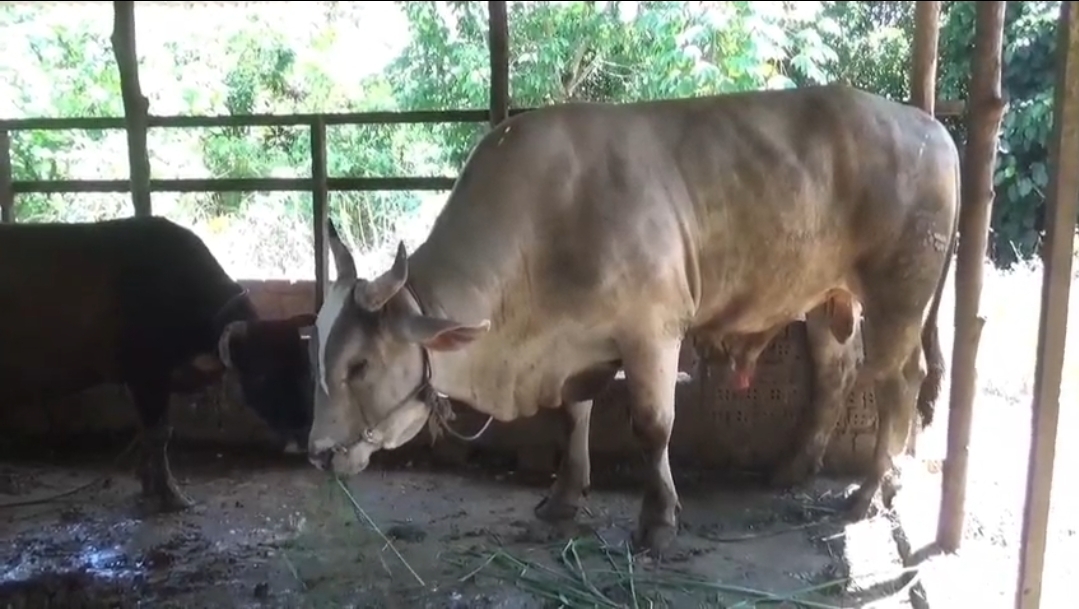 Dipelihara 7 Tahun, Sapi Raksasa 836 Kg Milik Warga Jambi Dipilih Jadi Kurban Presiden Prabowo