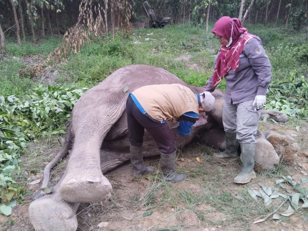 Berita Duka, Seekor Gajah Ditemukan Mati di TNTN Riau