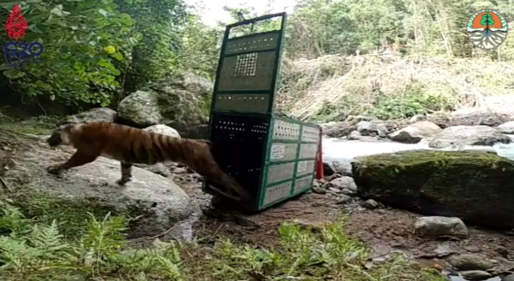 Harimau Surya Terpantau di Kawasan Renah Kayu Embun, Muncul Juga Harimau Lain di Sini...