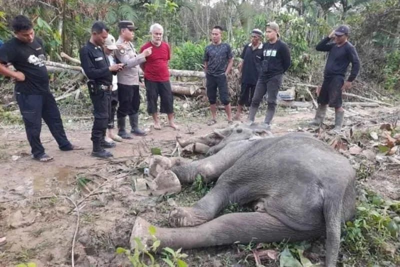 BKSDA Gajah Ditemukan Mati di Aceh Timur