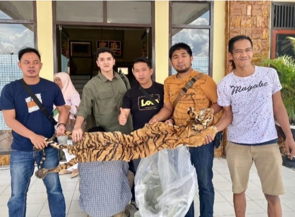 Penjual Kulit Harimau Sumatera Diringkus Polres Kerinci