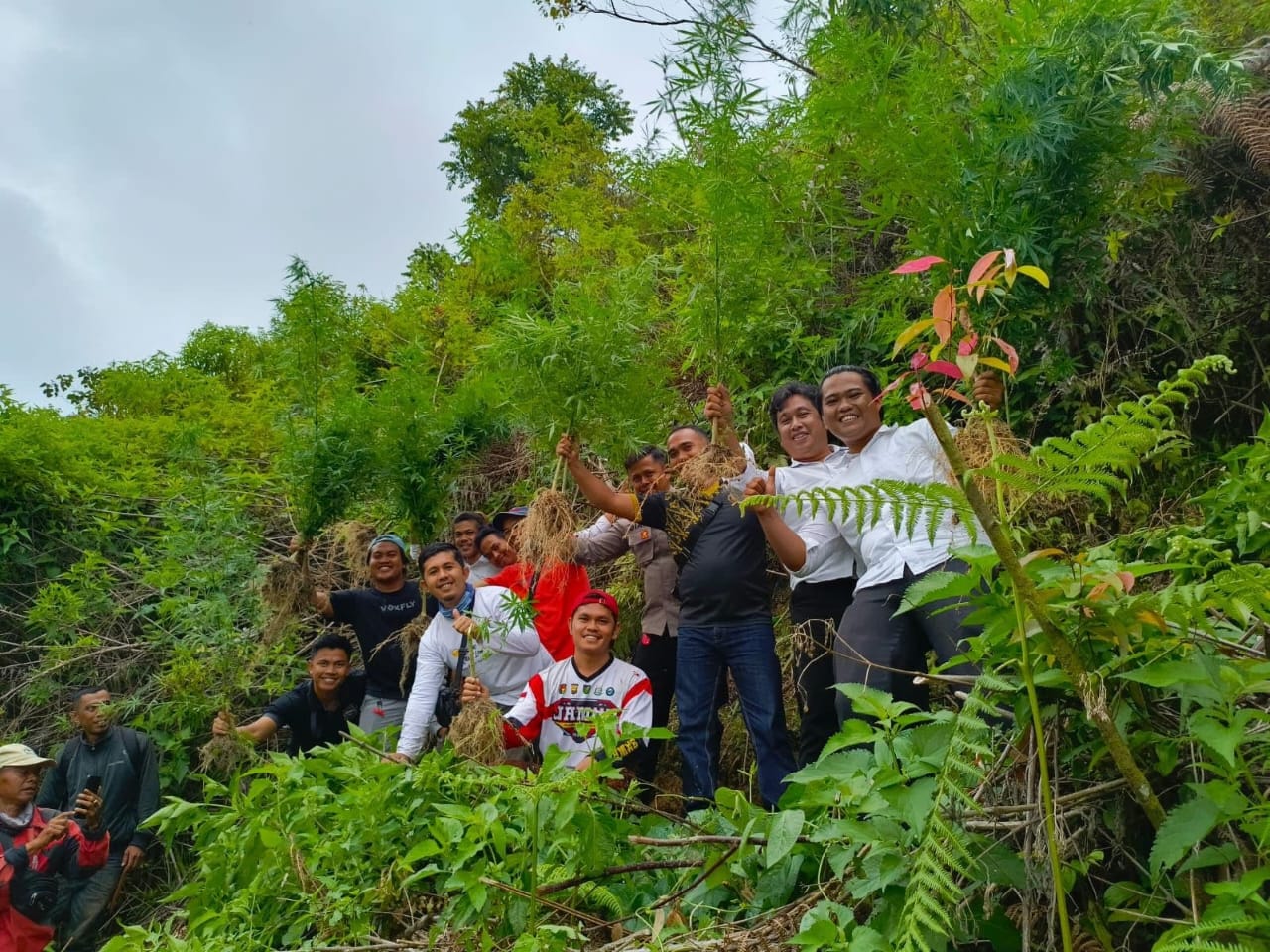 Lagi Ladang Ganja Ditemukan di Kayu Aro Kerinci