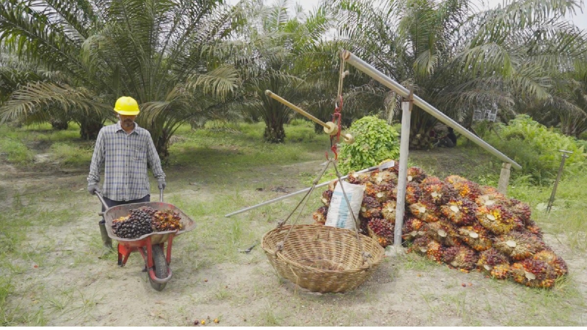 Harga TBS Sawit Bangka Tengah Tertinggi Tembus Rp3.040/Kg, Ini Rincian Harga TBS 8 Oktober 2026