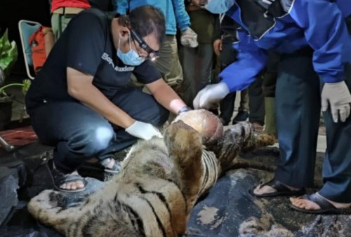 Hasil Autopsi, Semua Organ Harimau Sumatera Citra Kartini Mengalami Pendarahan