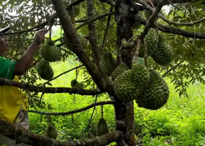 Ini Daerah Pemilik 30 Ribu Pohon Durian di Provinsi Jambi, Bukan Bungo Apalagi Selat