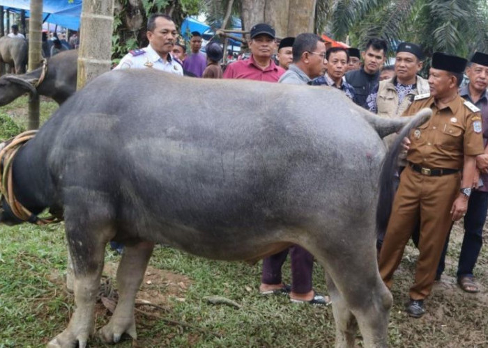 Festival Memantai Adat Merangin Sembelih 60 Kerbau Sambut Puasa