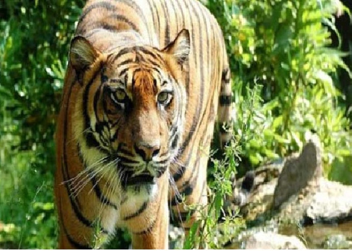  Selamatkan Sang Putra, Ibu Berduel dengan Harimau