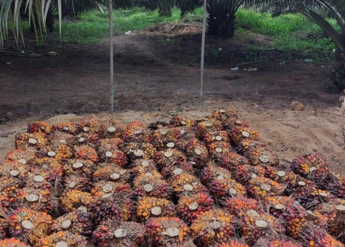Belasan Perusahaan Sawit di Mukomuko Sepakat Kembali Ikuti Harga TBS Ketetapan Provinsi Rp3.465/Kg