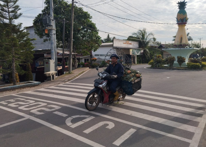 Jalan Mulus Buka Peluang Fulus, Perbaikan Infrastruktur Dorong Ekonomi Petani Nanas Jambi