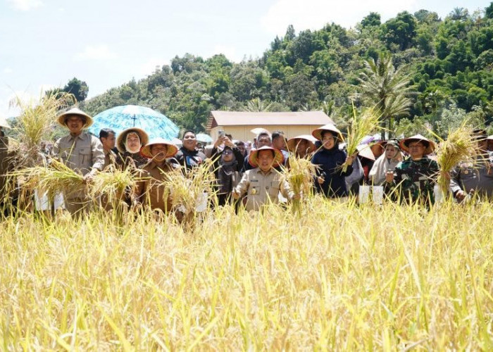 Kerinci Target Surplus 100 Ribu Ton Beras