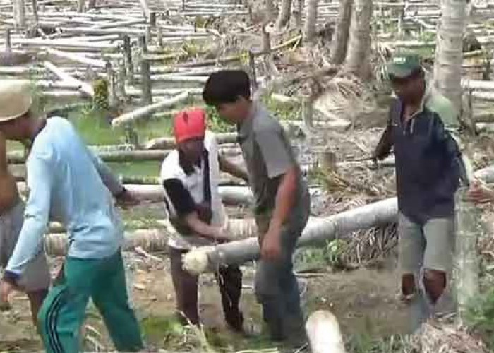 Lelah Harga Pinang Anjlok Terus, Petani Tebang Ratusan Batang Pinang