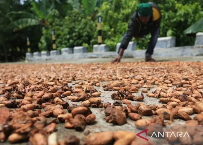 Kemendag Catat Harga Biji Kakao Meningkat Periode Februari 2025