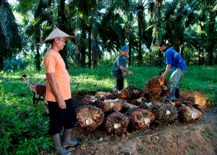 Harga TBS Sawit Swadaya Dharmasraya Naik Jadi Rp2.890 per Kilogram