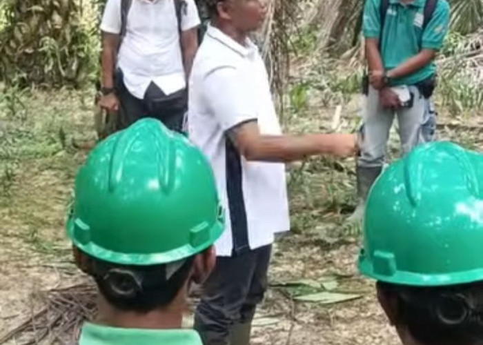 Dorong Kinerja Kebun, Region Head PTPN IV Regional 4 Jambi-Sumbar Kembali Kunjungi Kebun Bukit Kausar