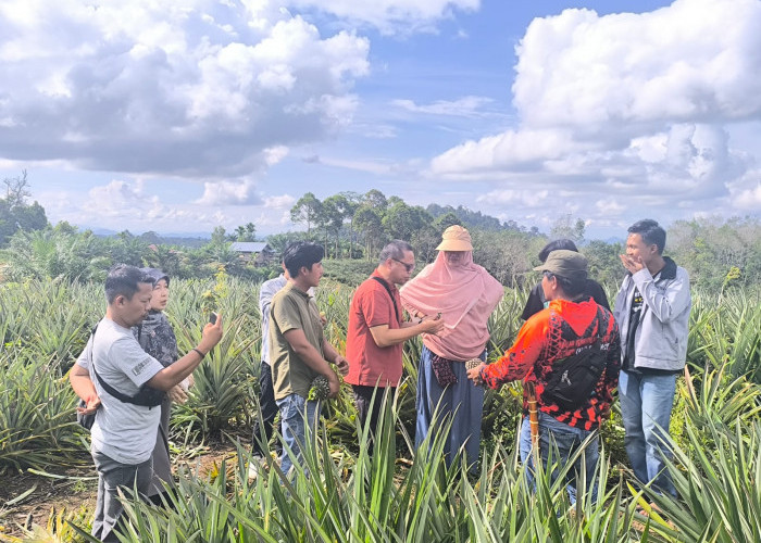 UNJA, Perkumpulan A-Hi dan Lembaga Tiga Beradik (LTB) Kaji Potensi Nanas Tanjung Dalam di Merangin