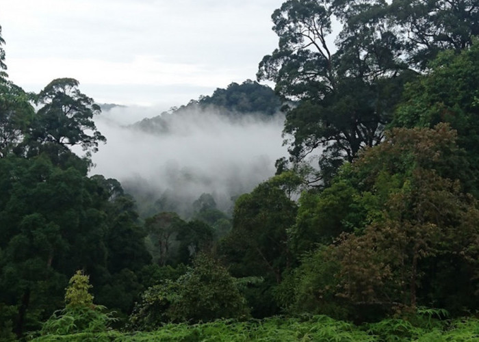 Demi Jalan Tol Jambi-Rengat Hutan Riau Seluas 736 Hektar Ditebas!