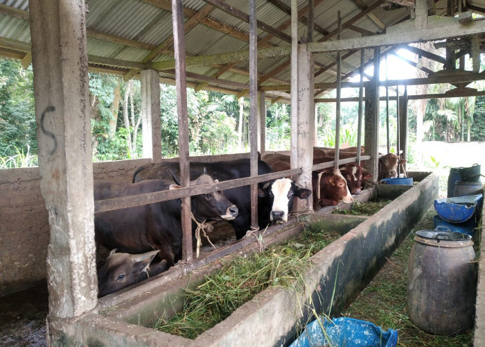 Peternak Sapi di Tanjabtim Keluhkan Sulit Menjual Ternak Sapi ke Luar