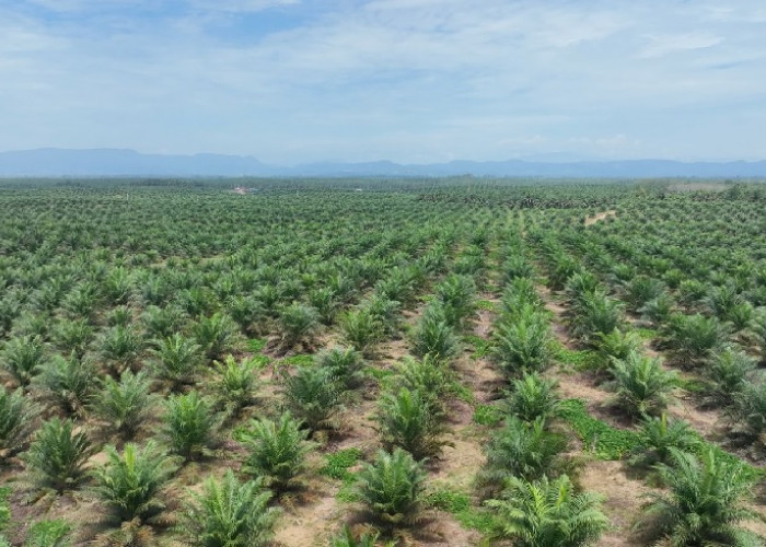 Produksi Sawit Nasional Stagnan, PalmCo Genjot Transformasi Kebun Rakyat