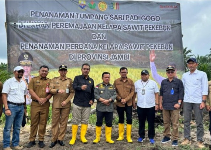 PTPN IV Regional 4 Jambi Tanam Padi Gogo Tumpang Sari Kelapa Sawit di Lahan PSR