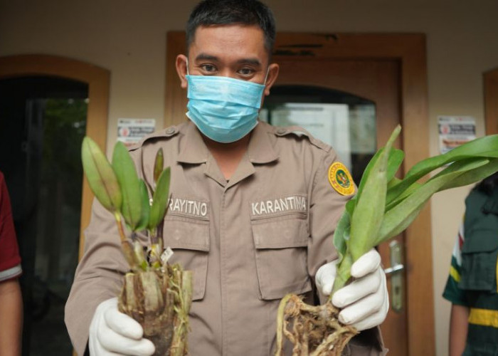 Balai Karantina Jambi Tahan Bibit Anggrek Tanpa Dokumen