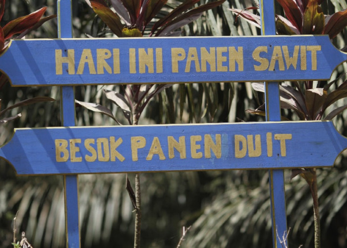 Harga TBS Sawit Dharmasraya 24 Agustus 2026, Tertinggi Rp3.942/Kg, Brondolan Rp3.950/Kg, Berikut Rinciannya