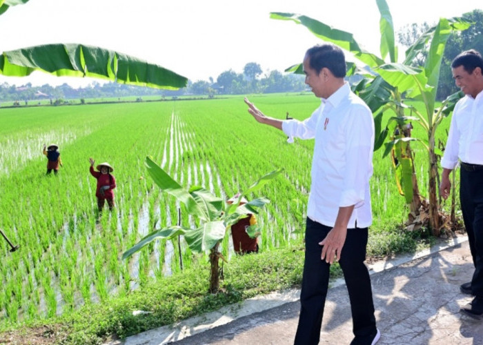 Bukan Melihat Kalender, Petani Jawa Zaman Dulu Menentukan Jadwal Tanam Padi Cara Genggam Pasir 